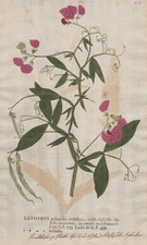 Lathyrus platterbse perennial - lathyrus,