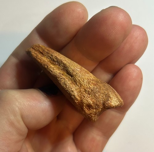 Schöner großer spinosaurus - großer,