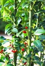 Stechpalme ilex heckenfee 100 - stechpalme,