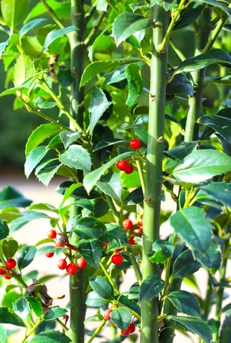 Stechpalme ilex heckenfee - stechpalme, 100