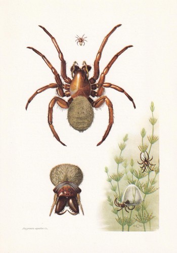 1960 tauchglocke spinne druck - spinne,
