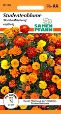 Studentenblume Bonita Mischung