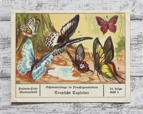 Tropische tagfalter - tropische,