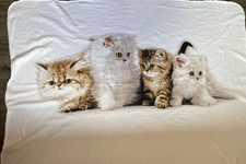 Kuscheldecke Katzenmotiv ca. 120x 180cm, weiß, pflegeleicht, Polyester