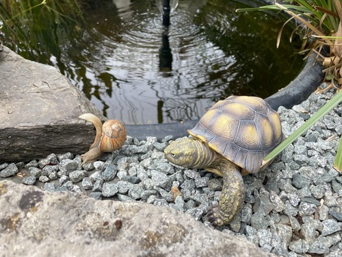 Kleine schildkröte figur - kleine,