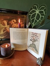 ZAUBERKRÄUTER Pflanzen