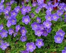 Geranium 'Rozanne ®' (Storchschnabel) DAUERBLÜHER Bodendecker/Staude/Winterhart