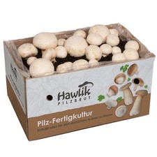 Champignons weiß Pilzzucht