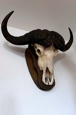 Kapitaler Kaffernbüffel Büffel Präparat Geweih Trophäe Afrika Design Deko