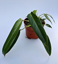 Philodendron Spiritus Sancti