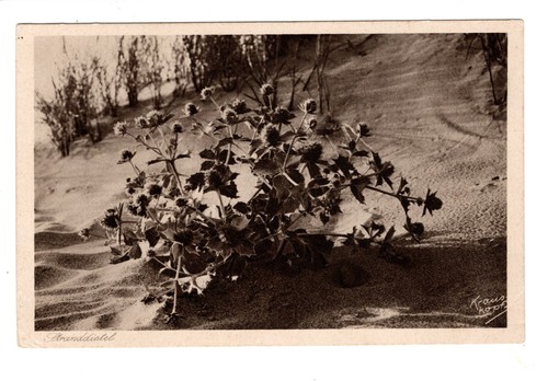 Stranddistel fritz - ak,