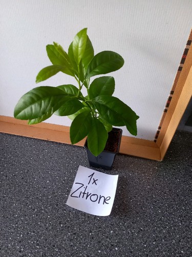 Zitrone und kumquat pflanze - und,