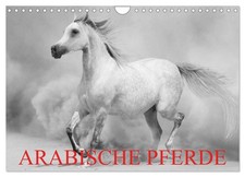 Arabische Pferde (Wandkalender