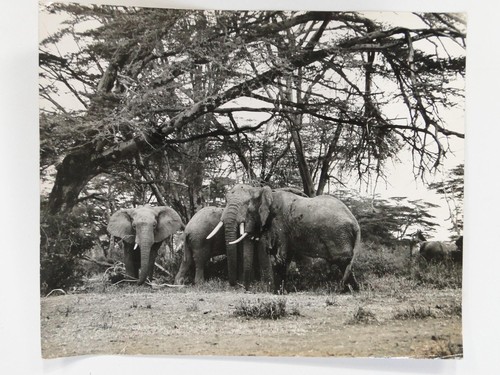Elefanten amboseli wildpark - elefanten,