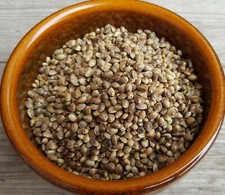 HANFSAMEN ganz - Futterhanf -