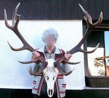 großes Rothirschgeweih