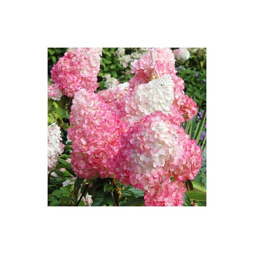 Hydrangea paniculata pink - hydrangea,