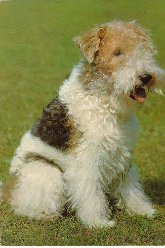 Fox terrier postkarte - fox,