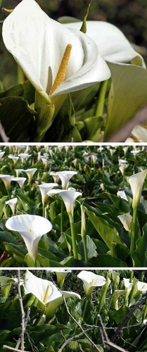 Scheincalla teichpflanzen - scheincalla,