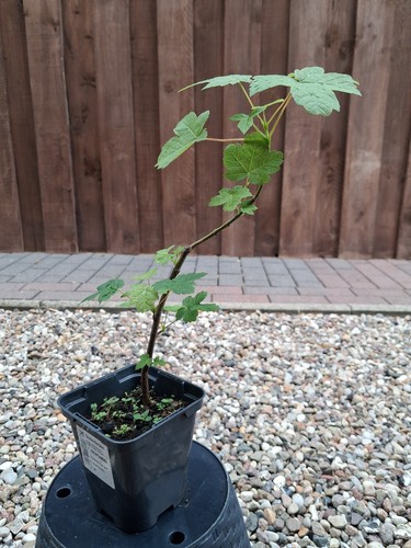 Bergahorn pre bonsai - bergahorn,,