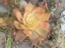 4 Cutting  Or Bare Rooted