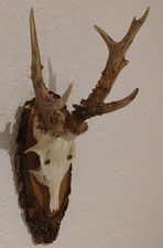 Kapitaler abnormer 7 Ender