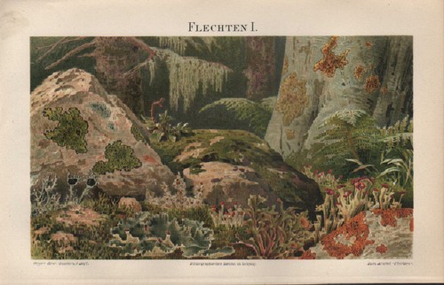 Chromo lithografie 1896 - chromo-lithografie,
