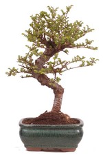 Bonsai - Ulmus parvifolia