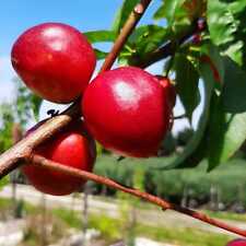 Nektarinenbaum Snow Queen Nektarine 110-140 cm Buschbaum 10 L Topfballen 