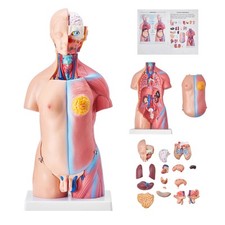 Anatomisches Menschliches Torso-Körpermodell Anatomie Organs 23 Teile