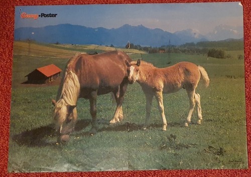 Poster bild pferdeposter - bild,