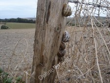 Photo 6x4 Snails on a fence