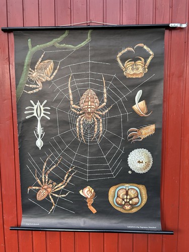 Schulwandkarte spinne - schulwandkarte,