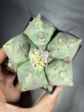 Astrophytum myriostigma cv