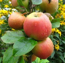 Goldparmäne Apfelbaum –