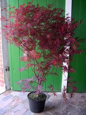 Japanischer Fächerahorn, Acer palmatum Atropurpureum (Höhe: 180-200 cm) + Dünger