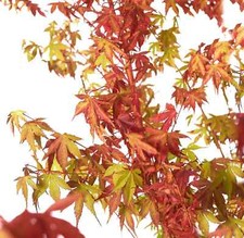 Acer palmatum 'Katsura' /