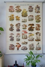 VINTAGE | SCHULWANDKARTE Pilze