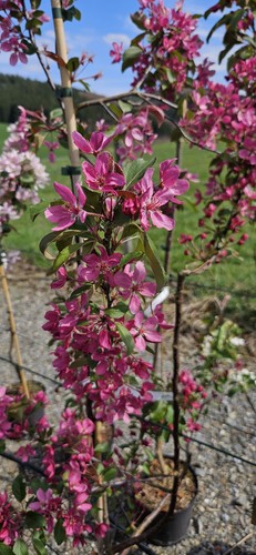 Malus hybr rudolph - hybr., 'rudolph'