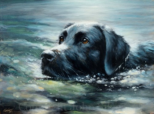 Schwarzer labrador schwimmen - labrador,