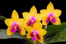 Original phal phalaenopsis - original,