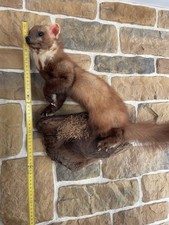 Marder Tierpräparat Jagdtrophäe