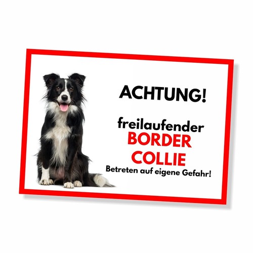 Border collie freilaufender - collie, 2