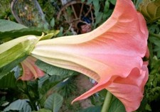 Engelstrompete Datura