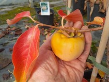 Diospyros kaki "Nikitas Gift" Hybride, 110-130cm, Kakibaum winterhart