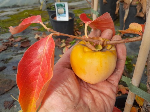 Diospyros kaki nikitas - kaki, gift"