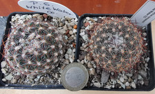 Pediocactus simpsonii, winterhart, -20 °C, 2 Stück, White Water, knospend