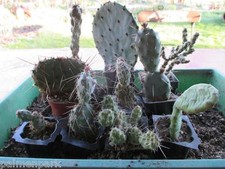 10 verschiedene Kakteen winterhart 5-15cm Opuntien bis-25°C Sukkulenten Set X