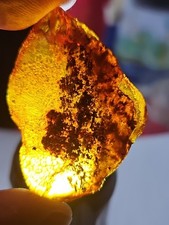 Bernstein Ostsee Oberfläche