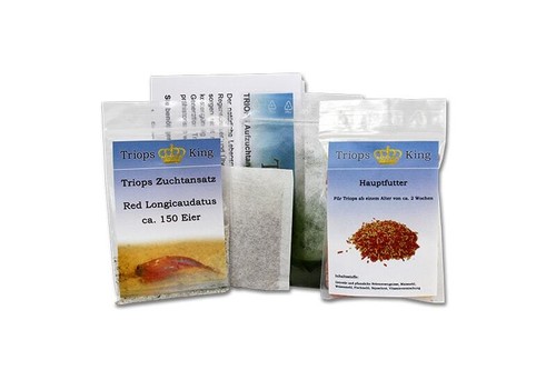Triops red longicaudatus - red,